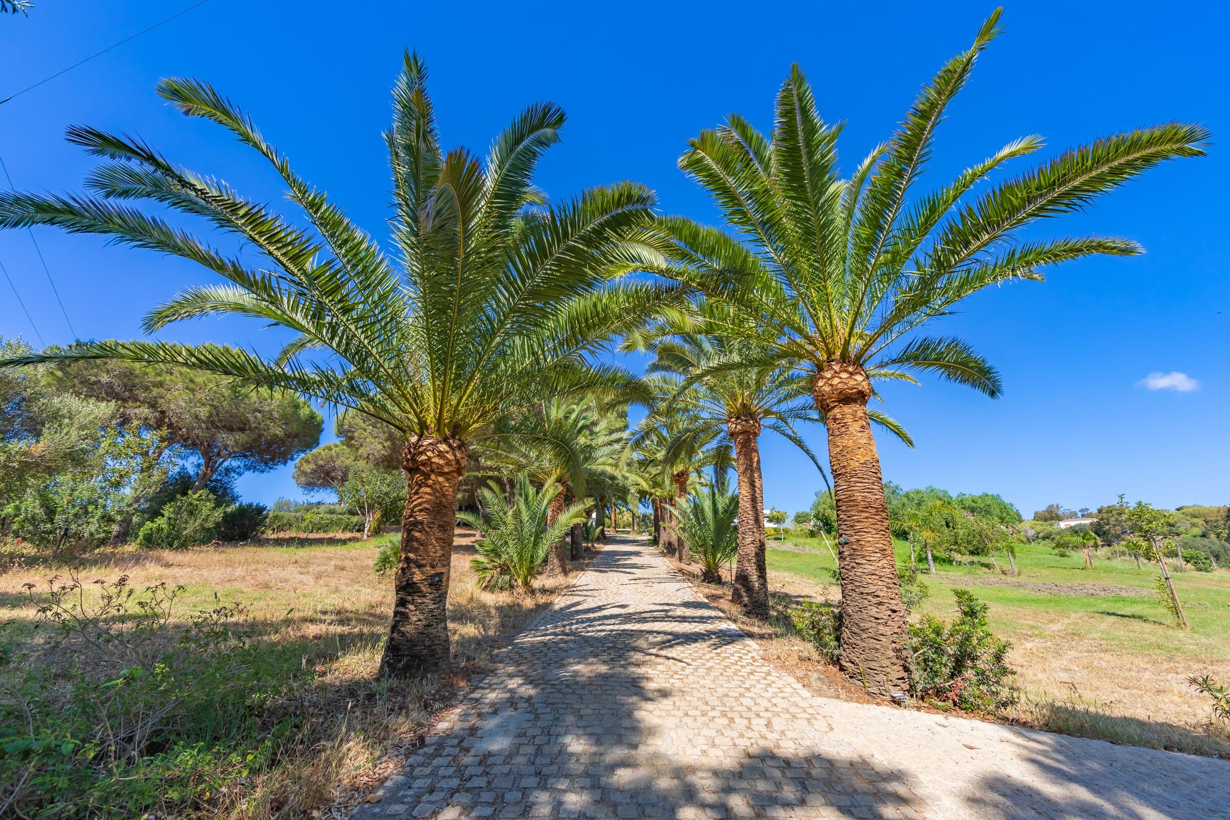 San Mateo Welcome - Palm trees